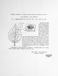 Mycosphaerella rubi image